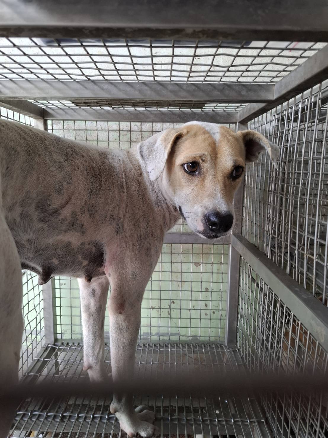 Tan-and-white adult female mixed-breed dog, Large, shelter no. …3-02