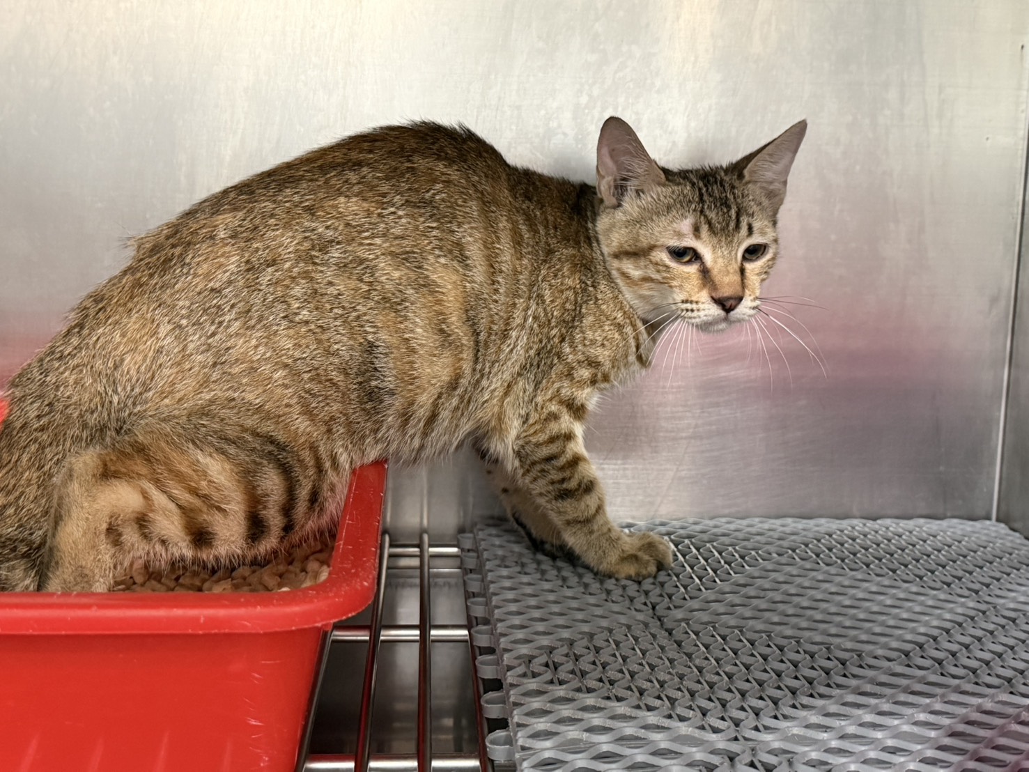 Photo of No. CAAAG1150723011, Adult · Female · Medium · Mixed breed