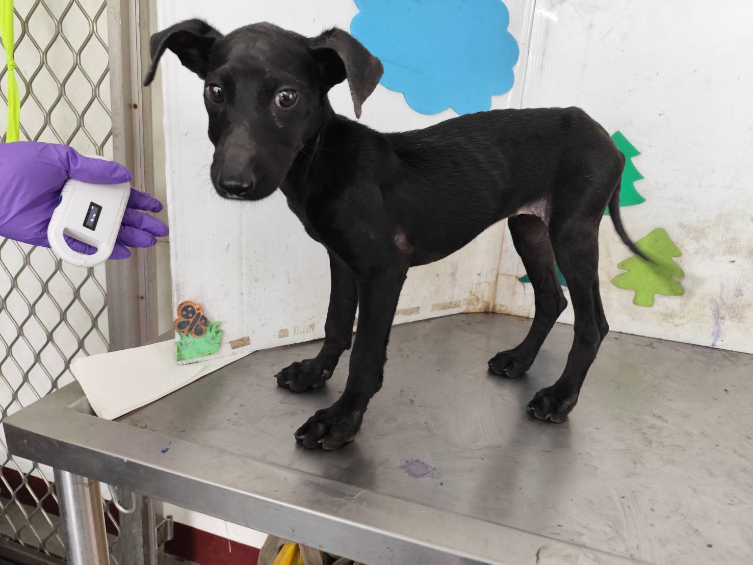 Photo of No. LAABG115050604, Young · Female · Medium · Mixed breed