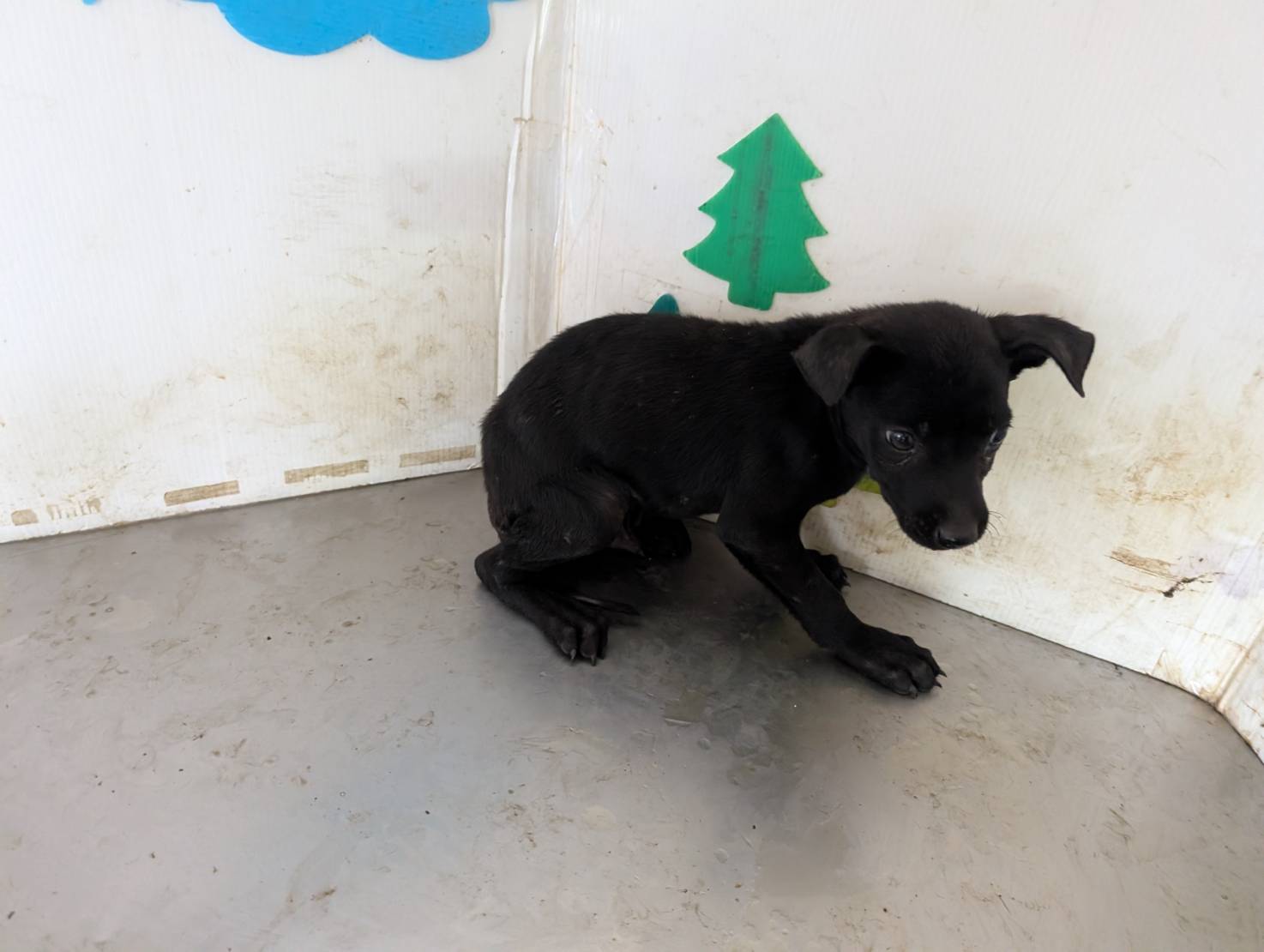 Black young female mixed-breed dog, Medium, shelter no. …2109