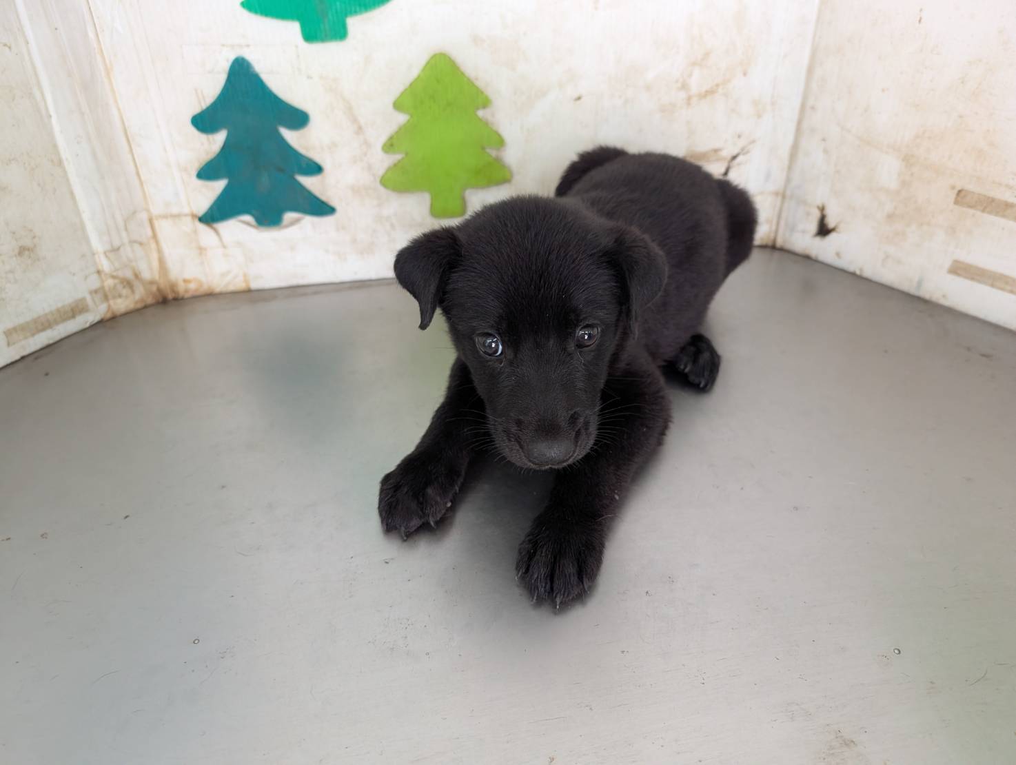Photo of No. LAABG115041413, Young · Male · Medium · Mixed breed