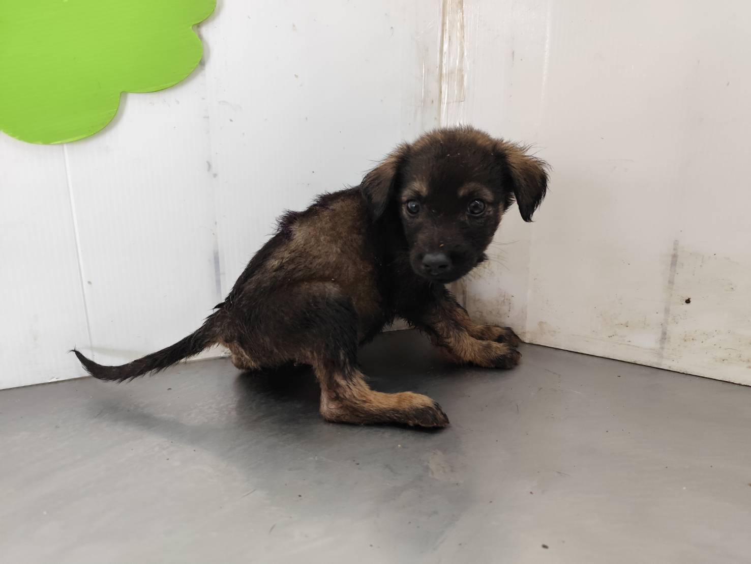 Photo of No. LAABG115031110, Young · Male · Medium · Mixed breed