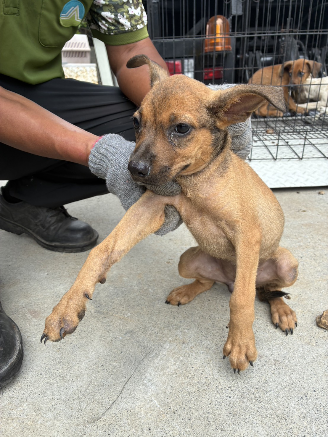 Photo of No. GAAAG1150724003, Young · Female · Small · Mixed breed