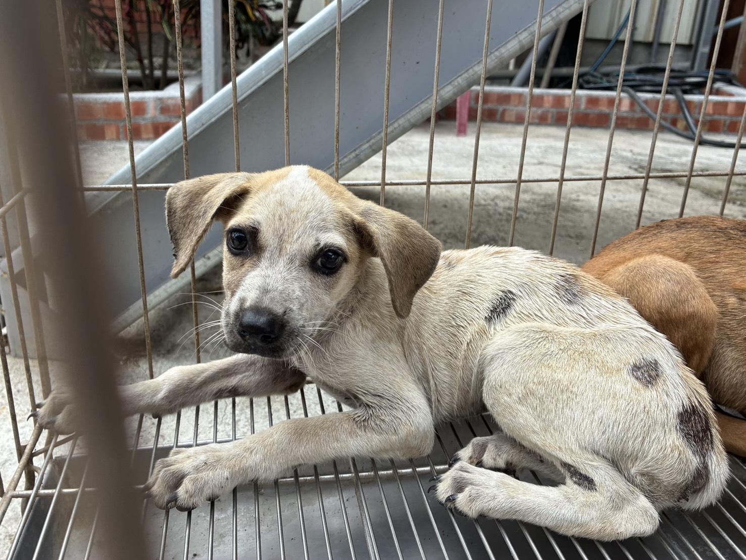 Photo of No. GAAAG1150724004, Young · Female · Small · Mixed breed
