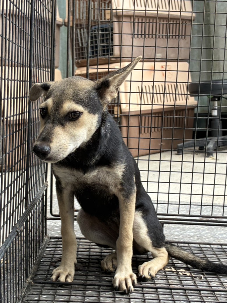 Photo of No. GAAAG1150724006, Young · Female · Small · Mixed breed