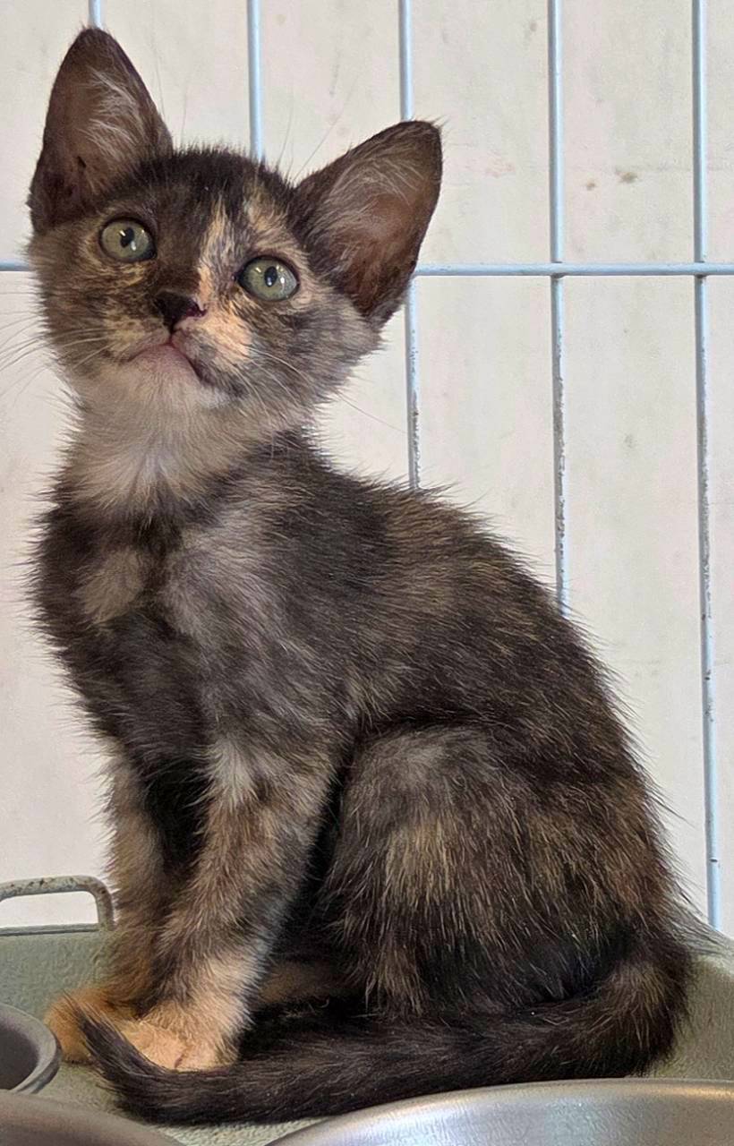 Gata mestiza hembra joven, Pequeño, refugio n.º …4003