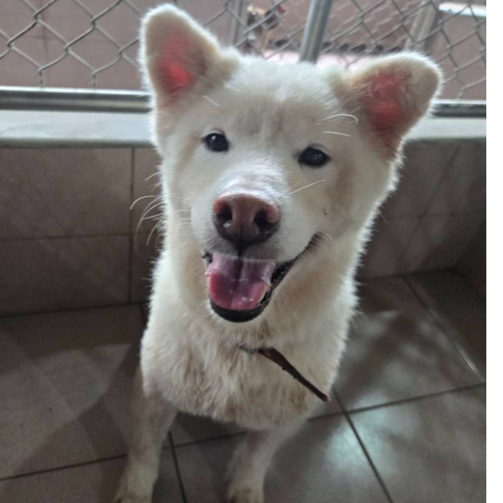 White adult female Shiba Inu, Medium, shelter no. …9-04