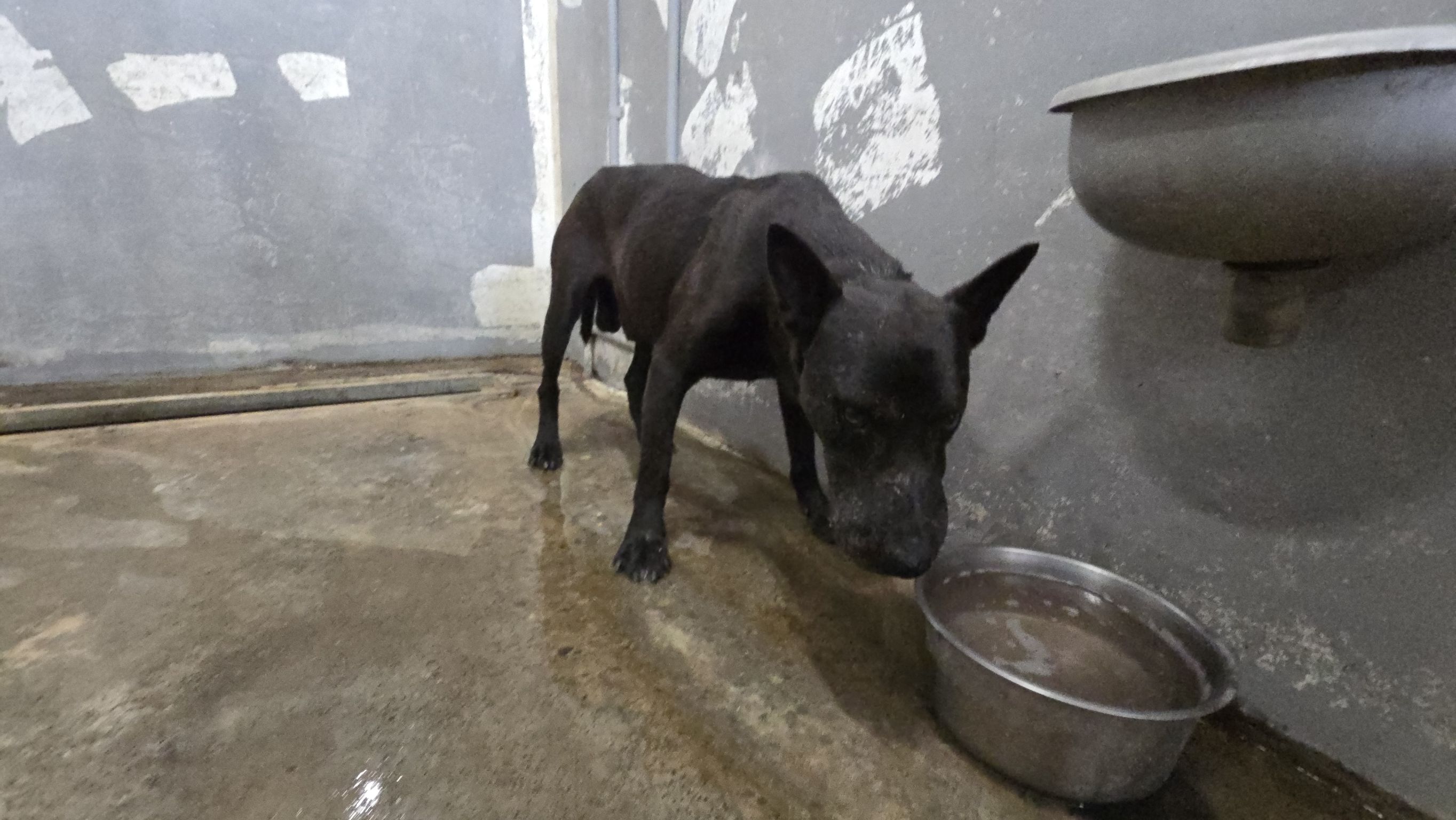 Photo of No. RAAAG1150724001, Adult · Male · Medium · Mixed breed