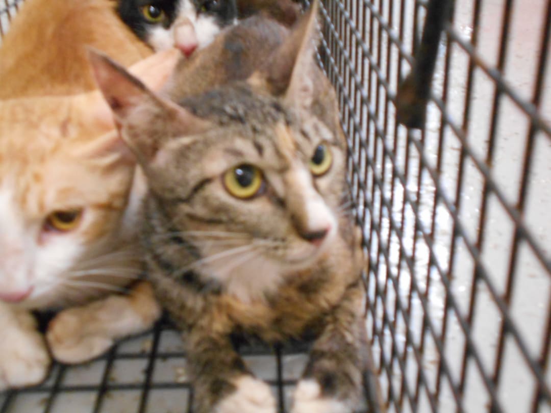Patched adult female mixed-breed cat, Medium, shelter no. …0016