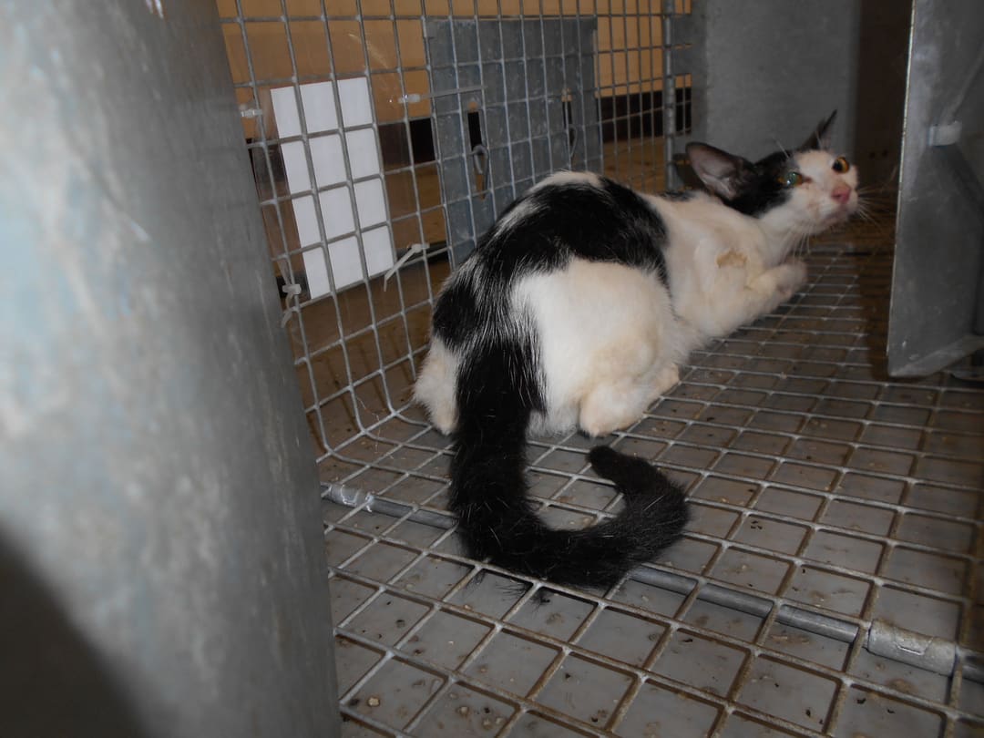 Photo of No. CAAAG1090730015, Adult · Female · Medium · Mixed breed
