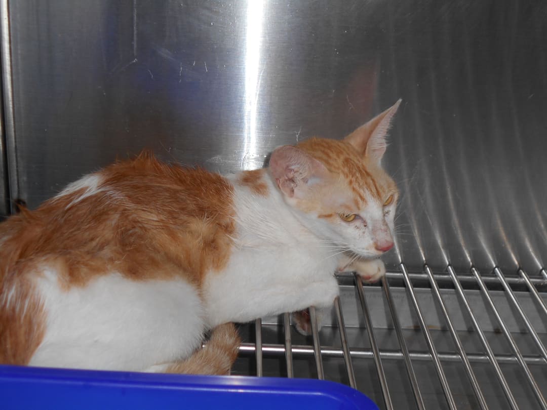 Photo of No. CAAAG1090817017, Adult · Male · Medium · Mixed breed