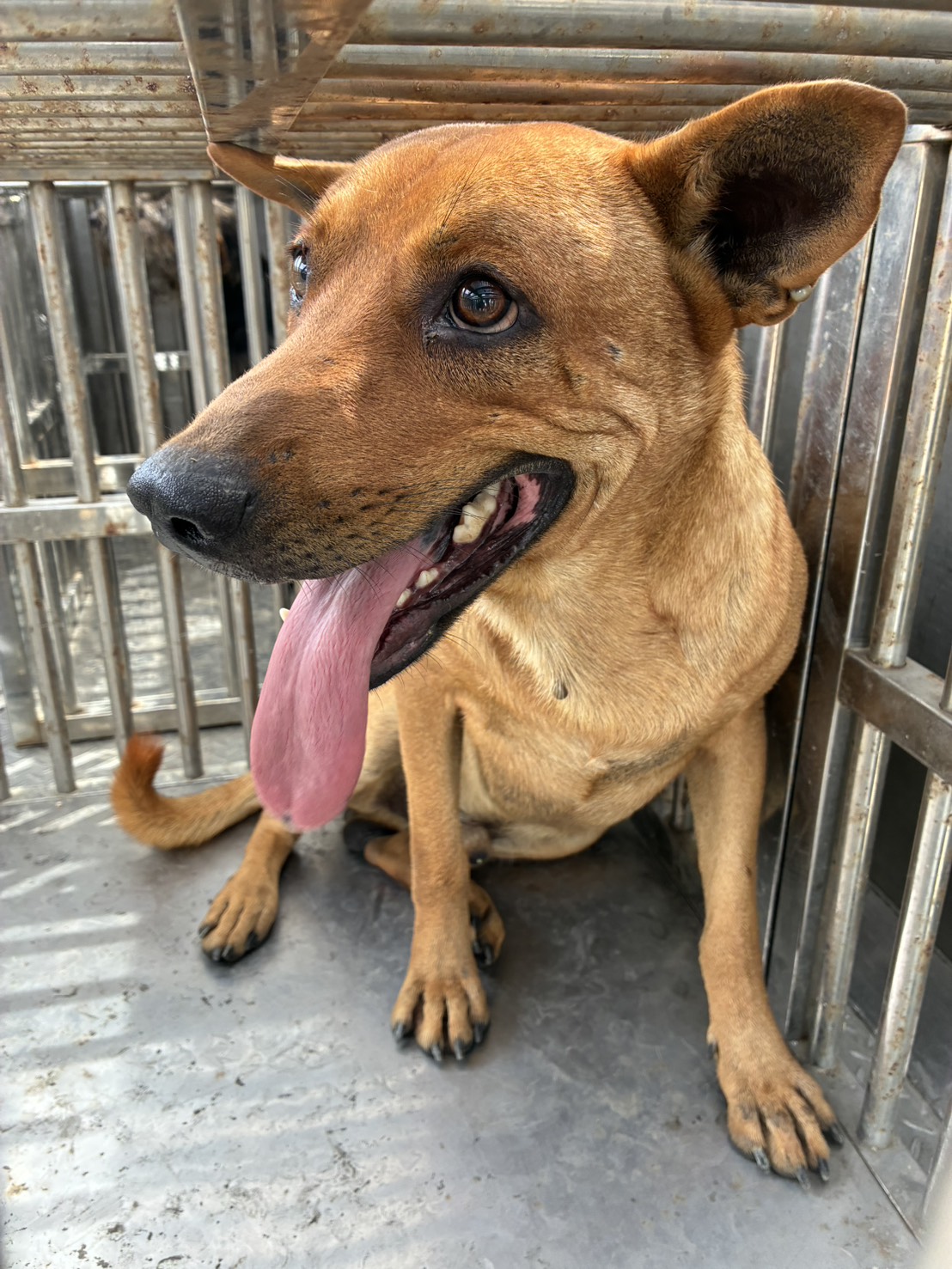 Tan adult male mixed-breed dog, Medium, shelter no. …4014