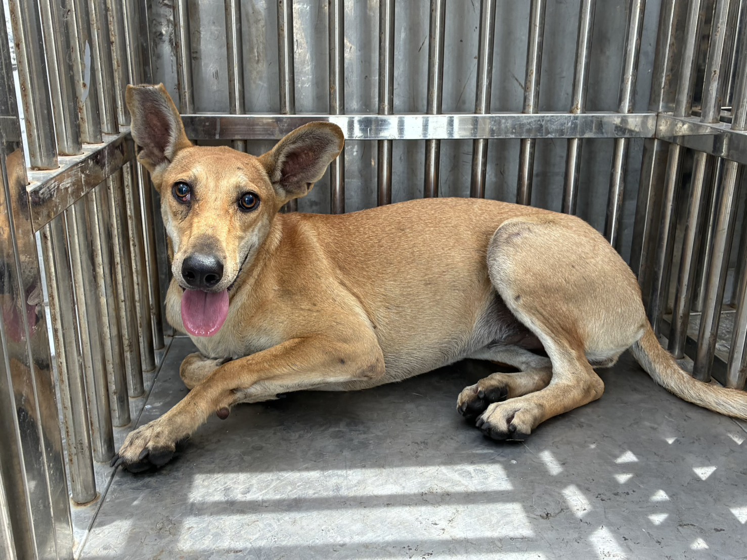Tan-and-white adult female mixed-breed dog, Medium, shelter no. …4015