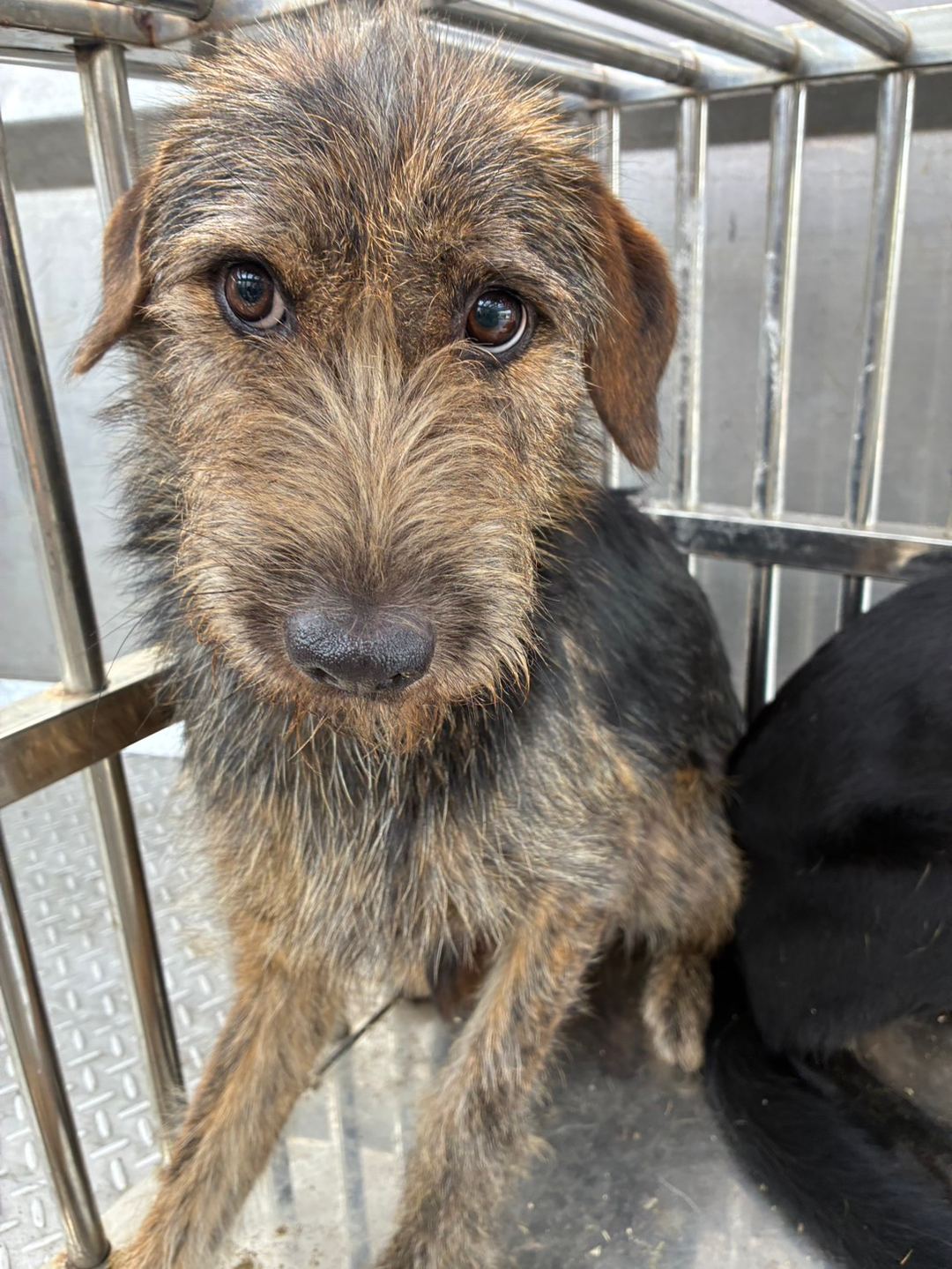 Adult female mixed-breed dog, Medium, shelter no. …4017