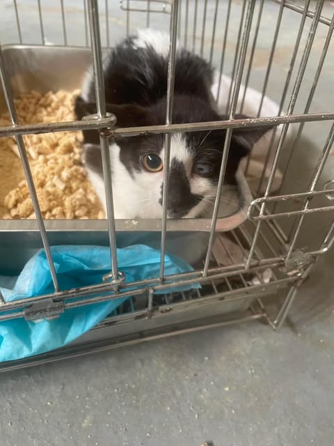 Photo of No. QAAAG1150725002, Young · Male · Small · Mixed breed