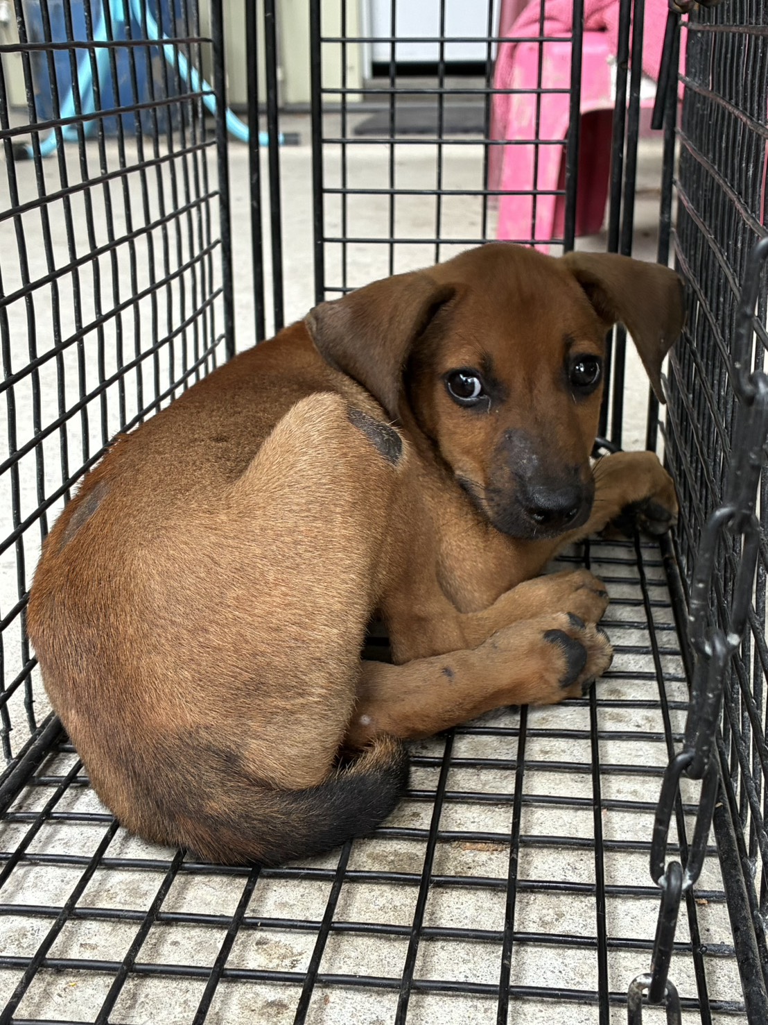 Photo of No. GAAAG1150725001, Young · Male · Small · Mixed breed
