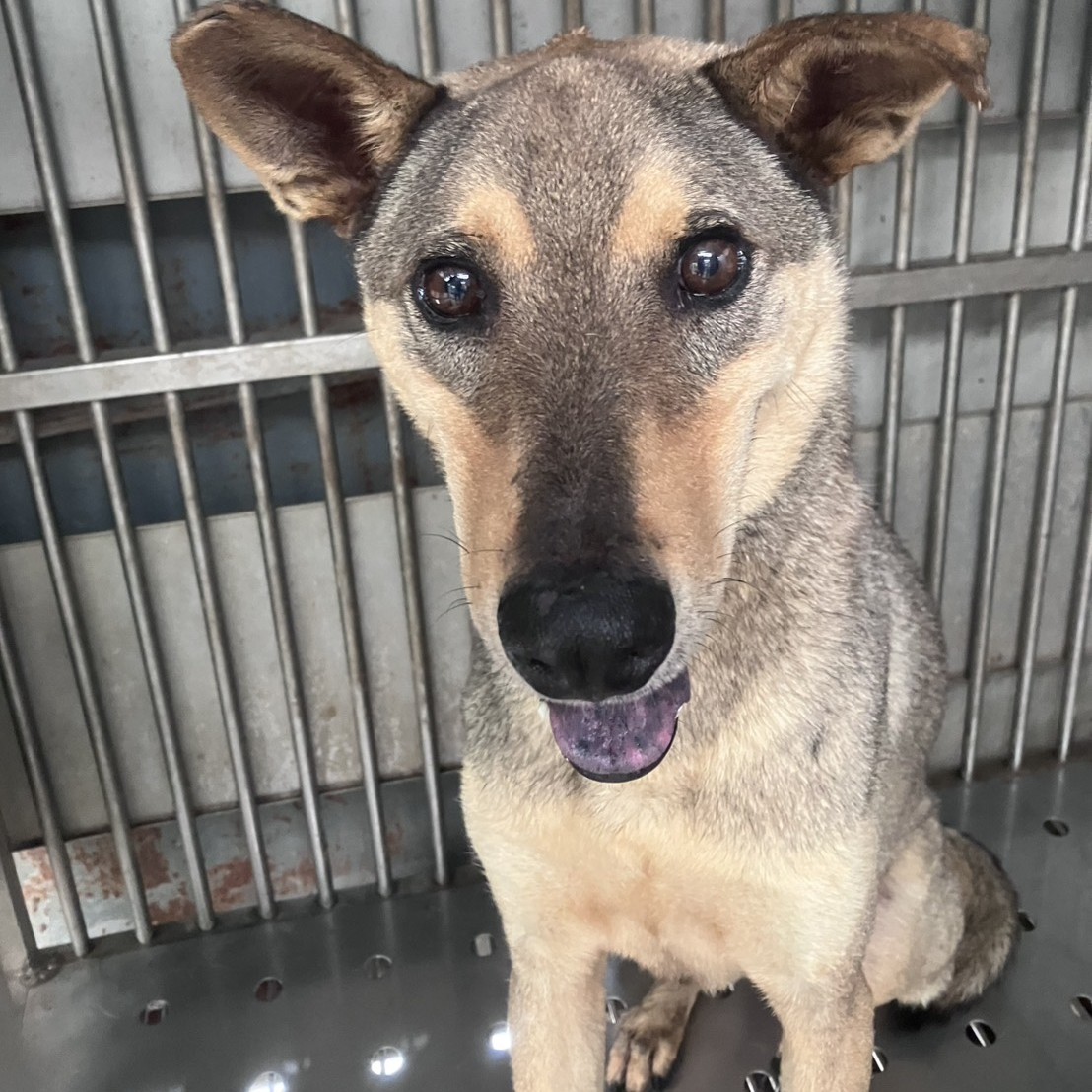 Black-and-tan adult female mixed-breed dog, Large, shelter no. …6002
