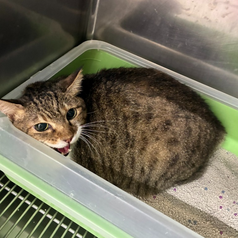Tabby-and-white adult female mixed-breed cat, Medium, shelter no. …2604