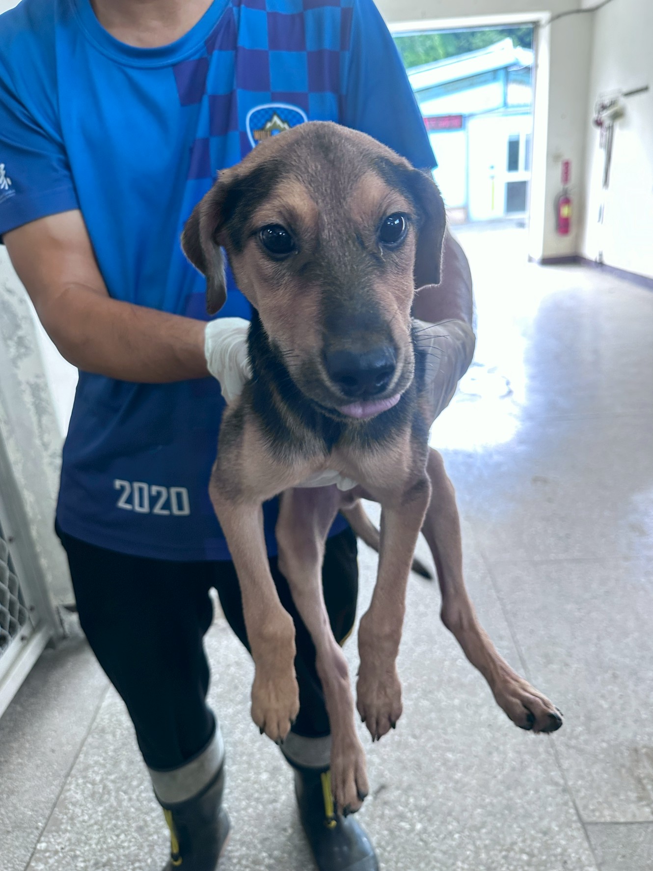 Photo of No. EAAAG1150727002, Young · Male · Medium · Mixed breed