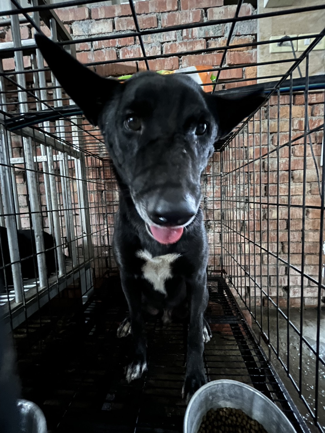Photo of No. GAAAG1150727001, Adult · Male · Medium · Mixed breed