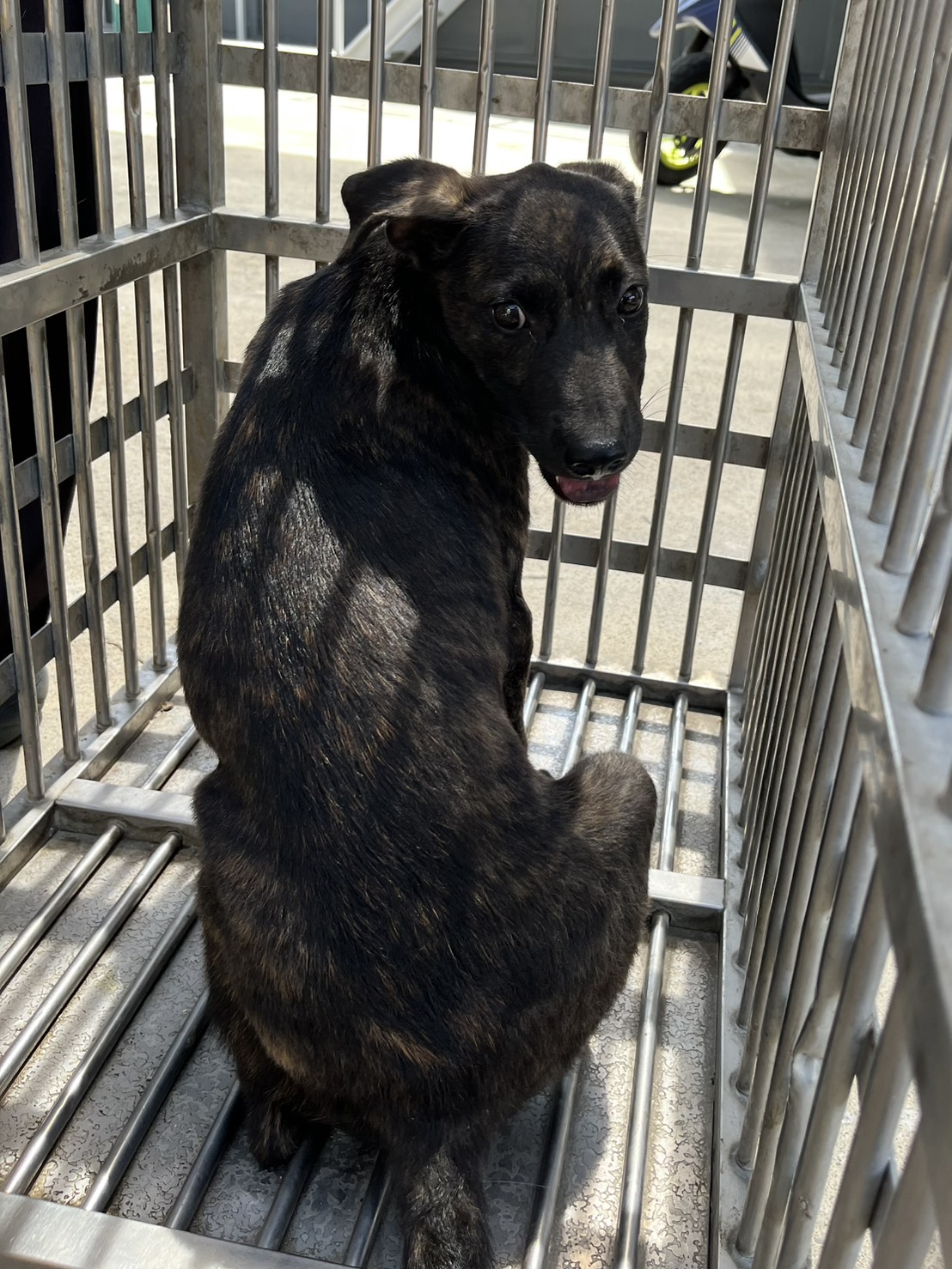 Tabby young male mixed-breed dog, Small, shelter no. …8005