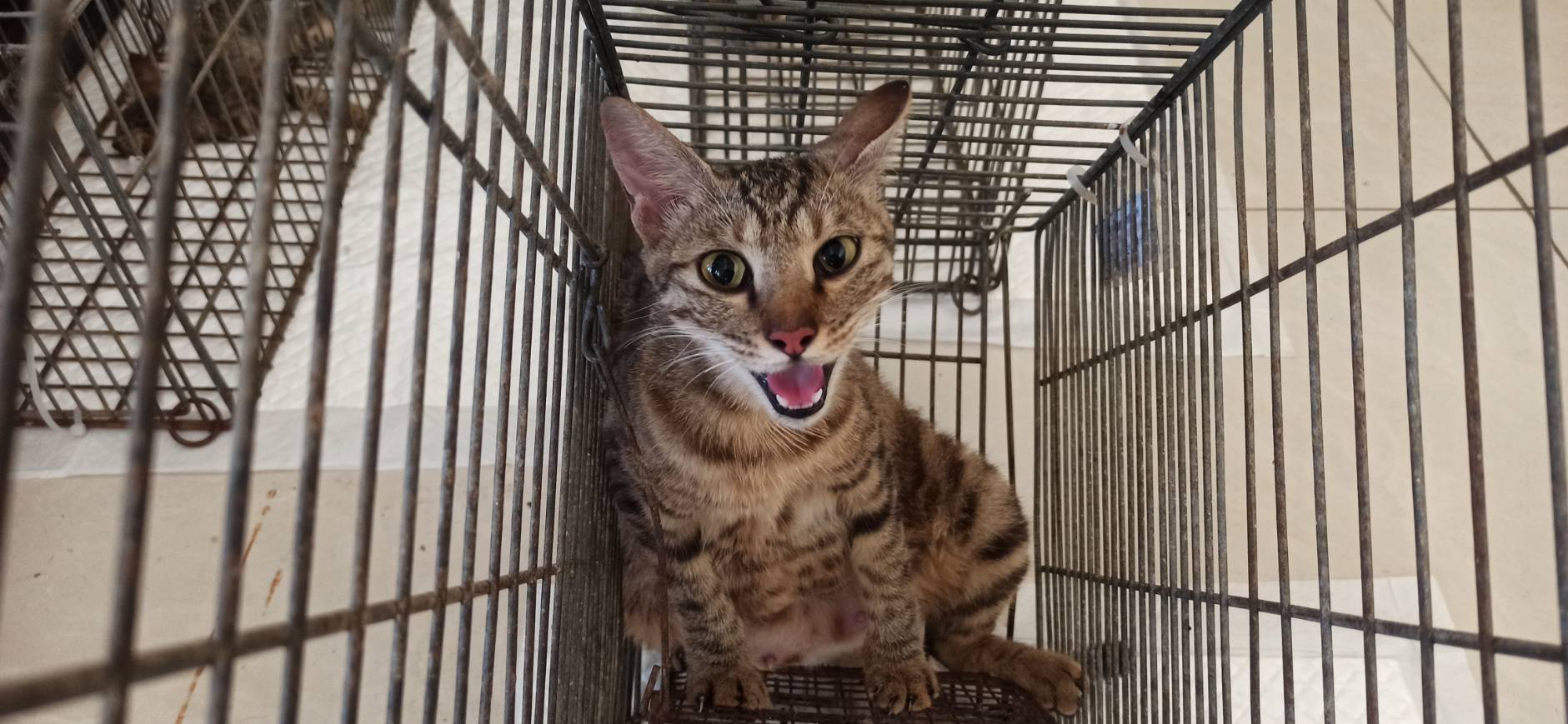 Photo of No. 1150721C01, Adult · Female · Small · Mixed breed