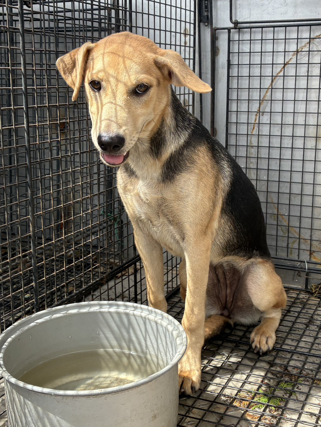 Photo of No. GAAAG1150729001, Adult · Female · Medium · Mixed breed