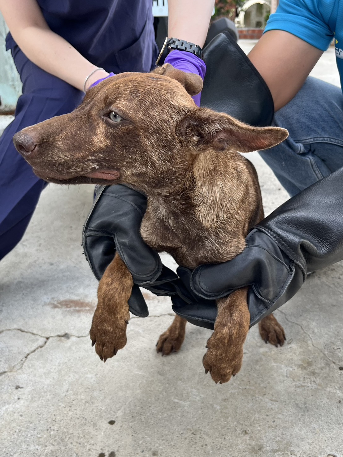 Photo of No. GAAAG1150729007, Young · Male · Small · Mixed breed