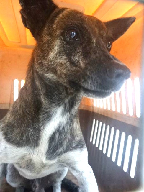 Tabby-and-white adult male mixed-breed dog, Large, shelter no. …1256