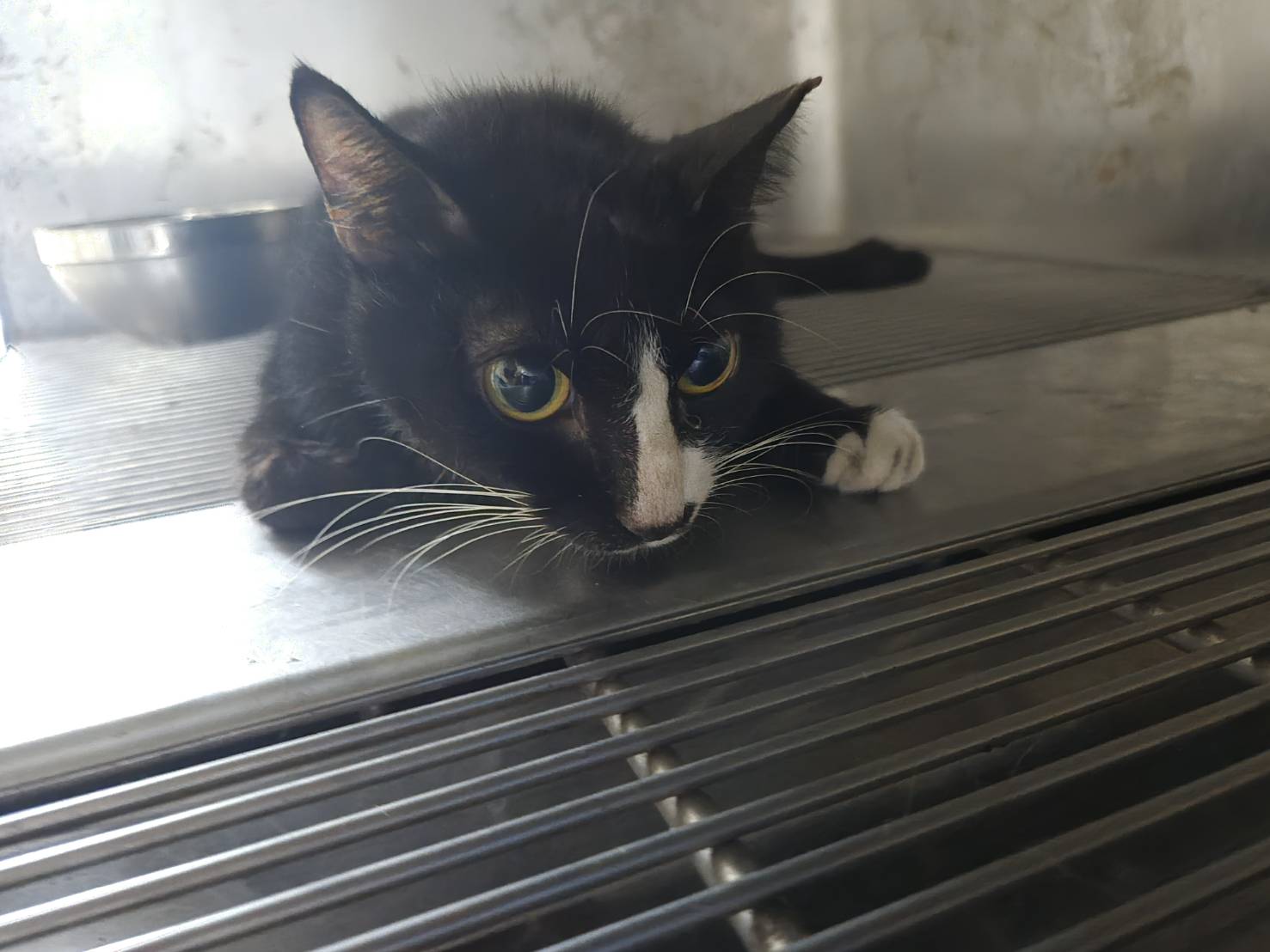 Black adult female mixed-breed cat, Medium, shelter no. …0001