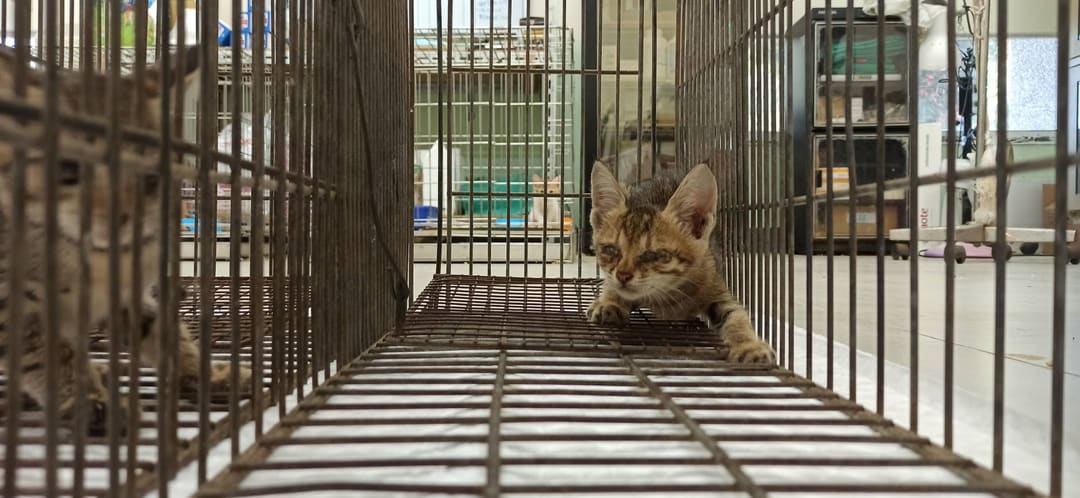 Young female mixed-breed cat, Small, shelter no. …2C02