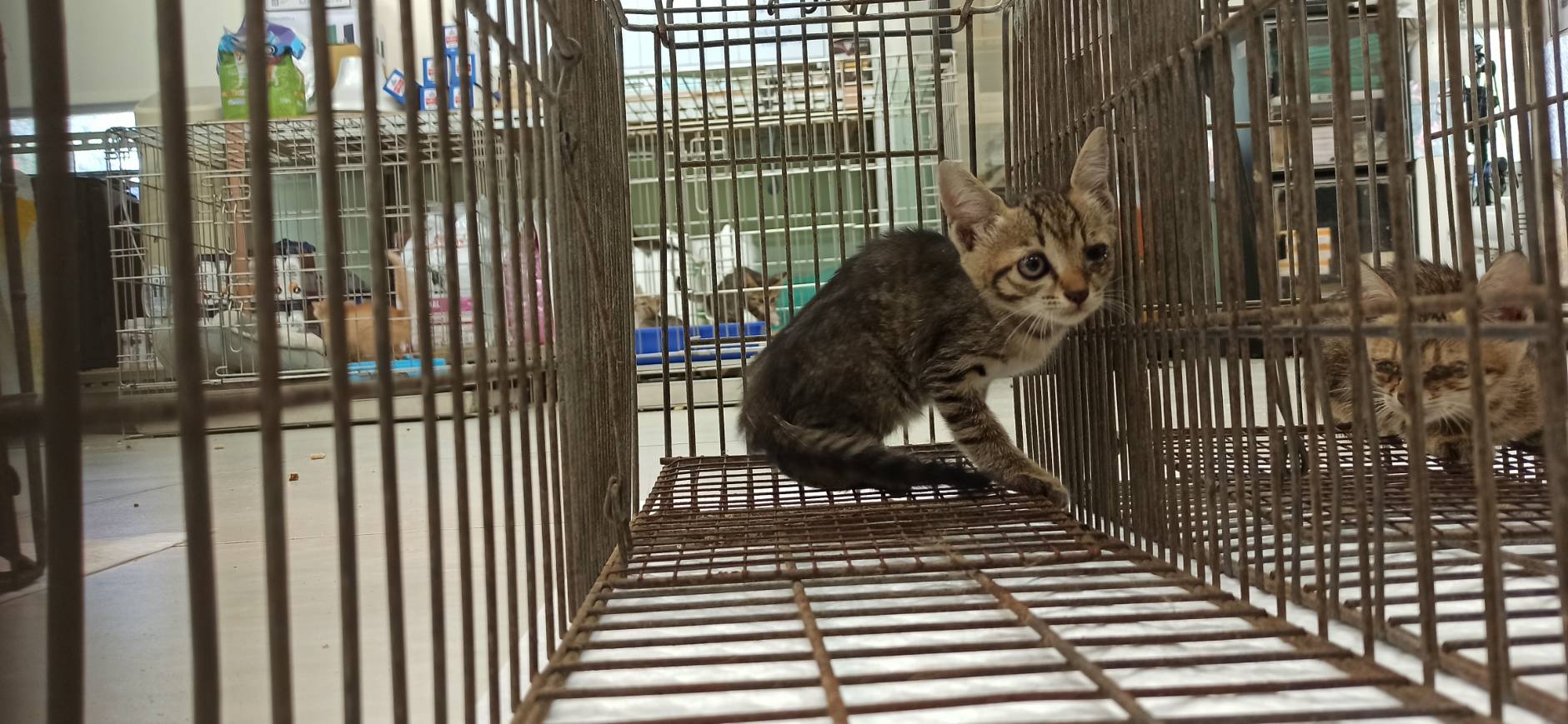 Young female mixed-breed cat, Small, shelter no. …2C03