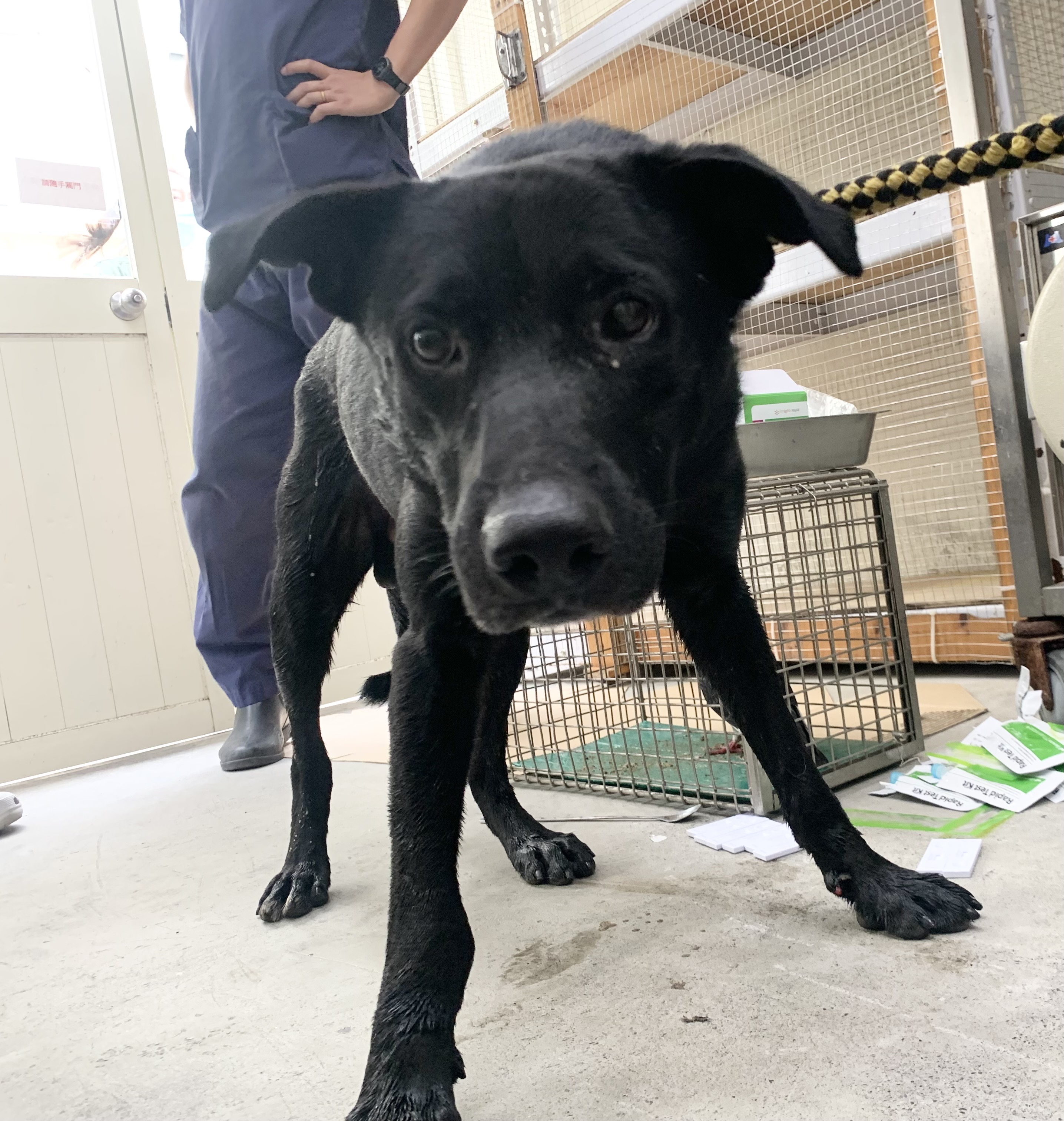 Photo of No. VAAAG115073019, Adult · Male · Medium · Mixed breed
