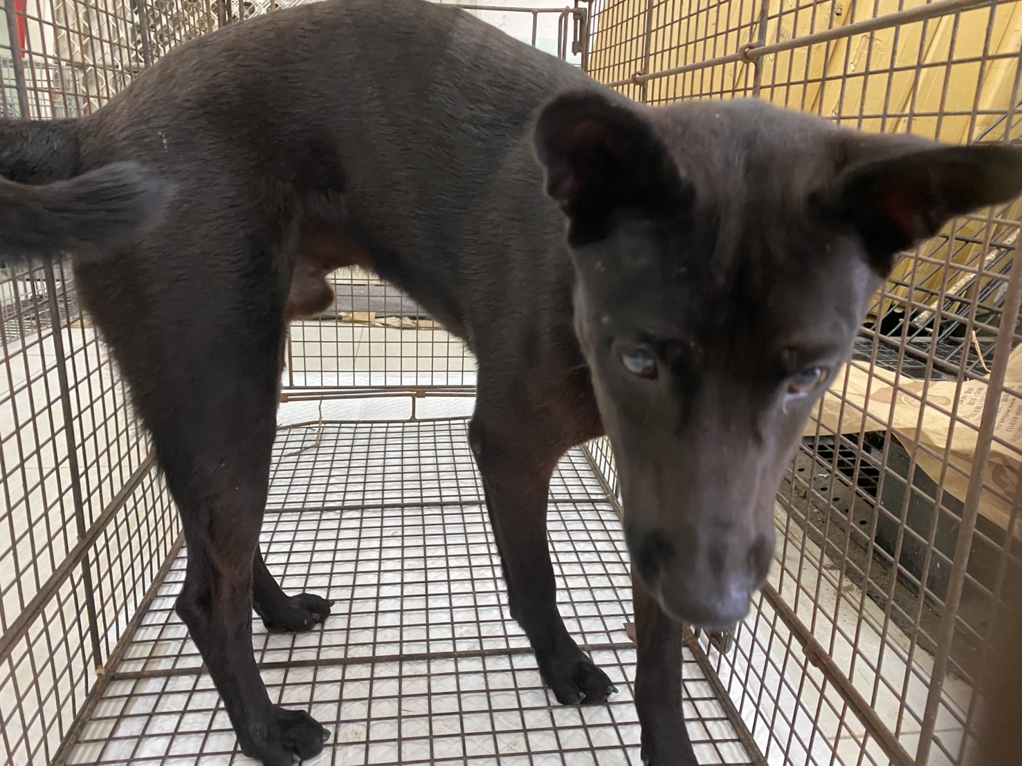 Photo of No. 1150729D01, Adult · Male · Medium · Mixed breed