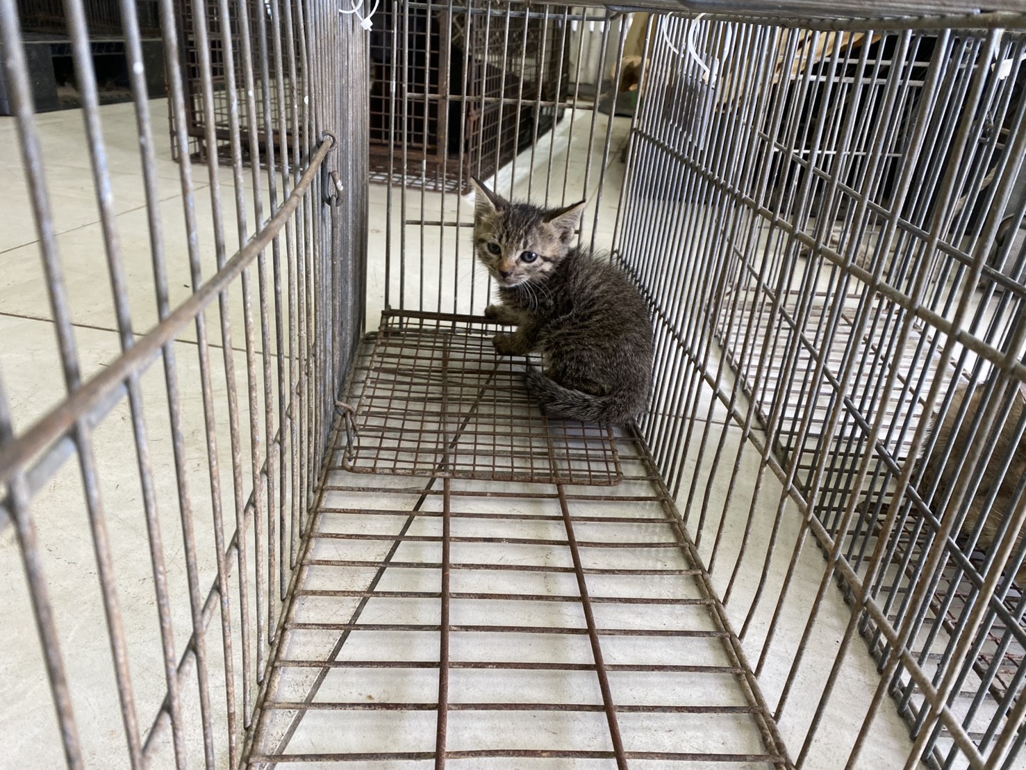 Young female mixed-breed cat, Small, shelter no. …9C04