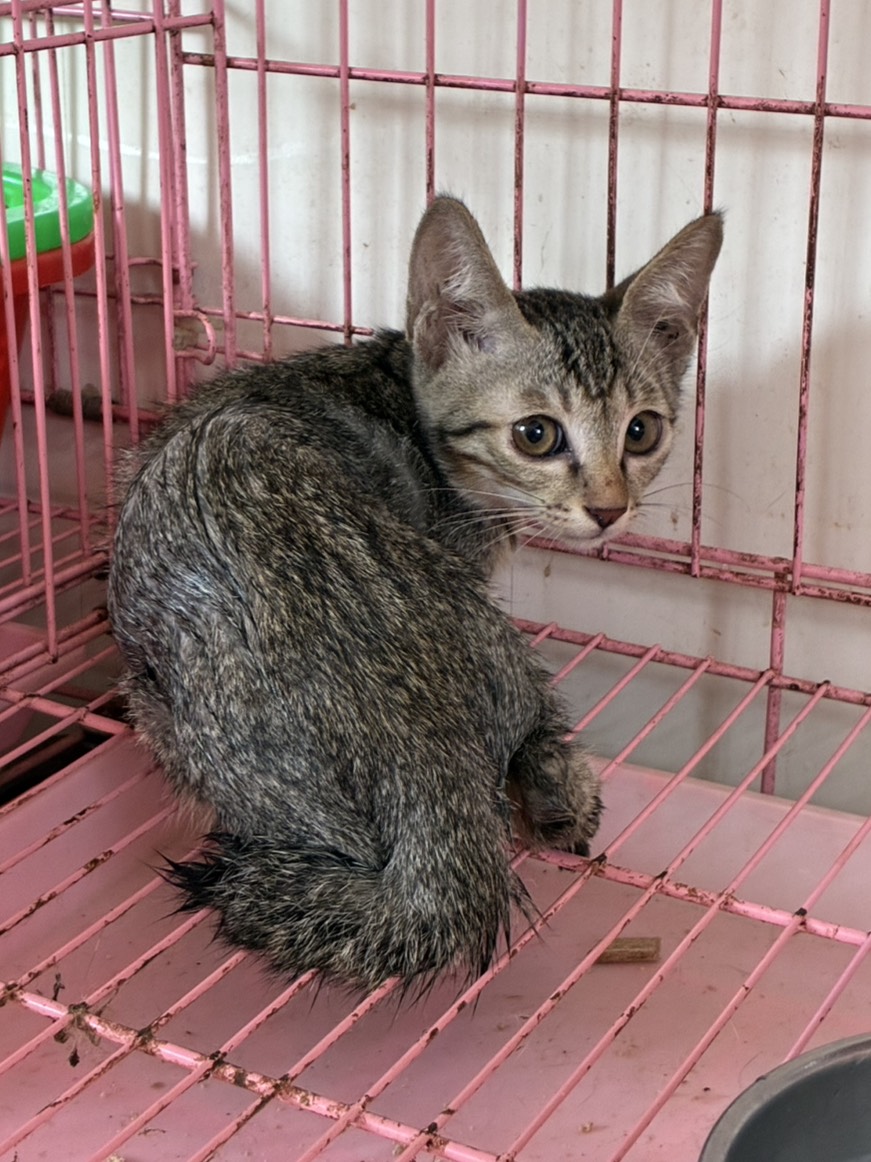 Photo of No. GAAAG1150731003, Young · Male · Small · Mixed breed