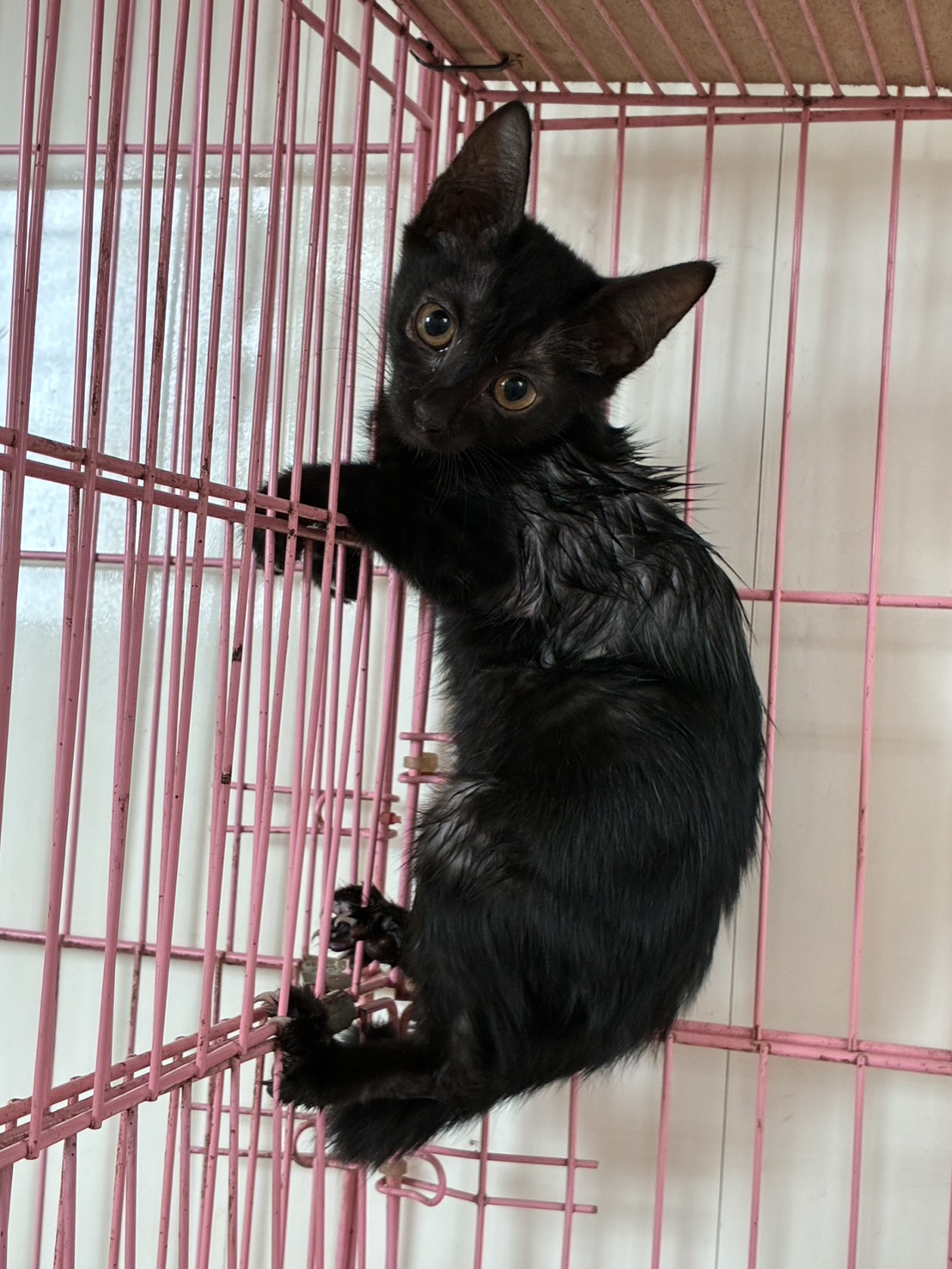 Black young female mixed-breed cat, Small, shelter no. …1004