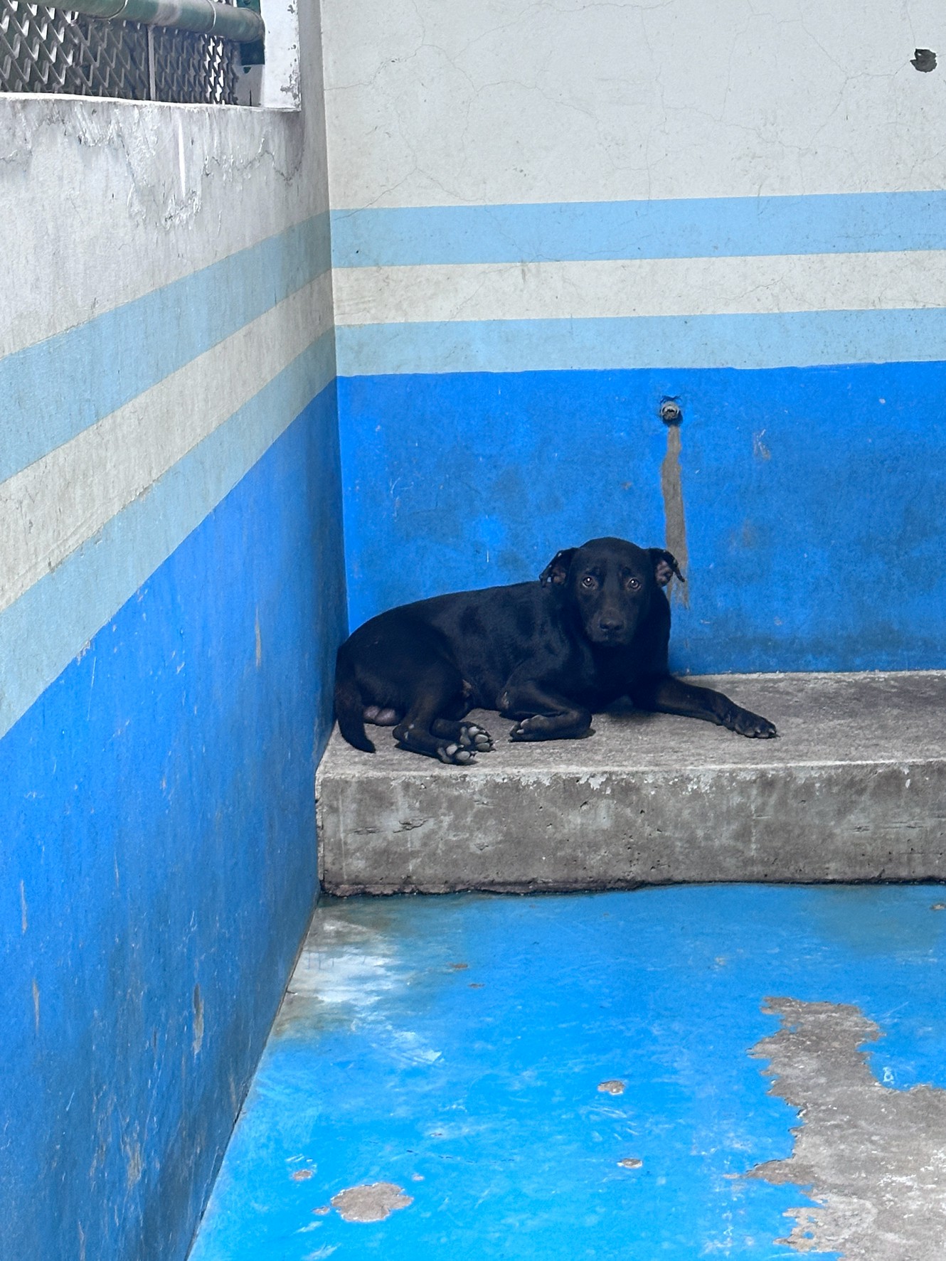Photo of No. EAAAG1150731002, Adult · Male · Large · Mixed breed