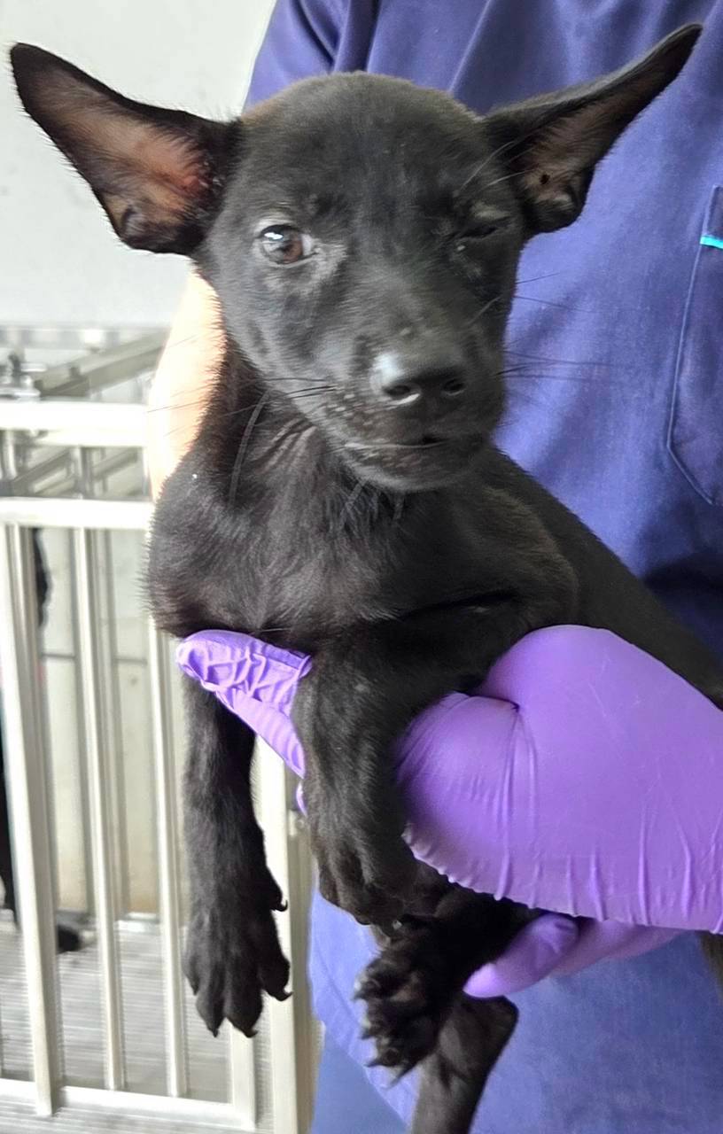Black young female mixed-breed dog, Medium, shelter no. …1004