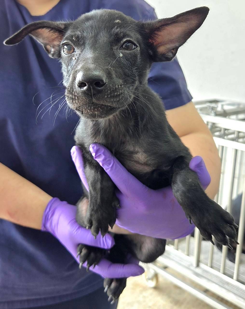 Black young female mixed-breed dog, Medium, shelter no. …1006