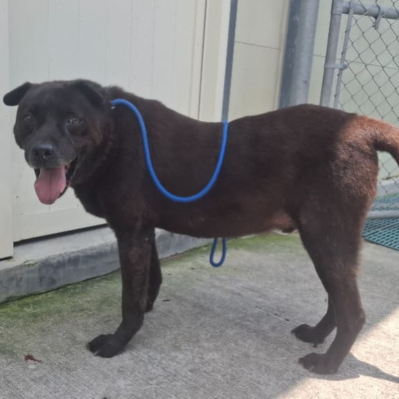 Photo of No. 108121001, Adult · Male · Large · Mixed breed