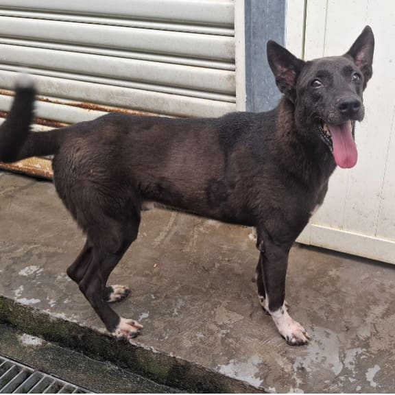 Photo of No. 105092206, Adult · Male · Medium · Mixed breed