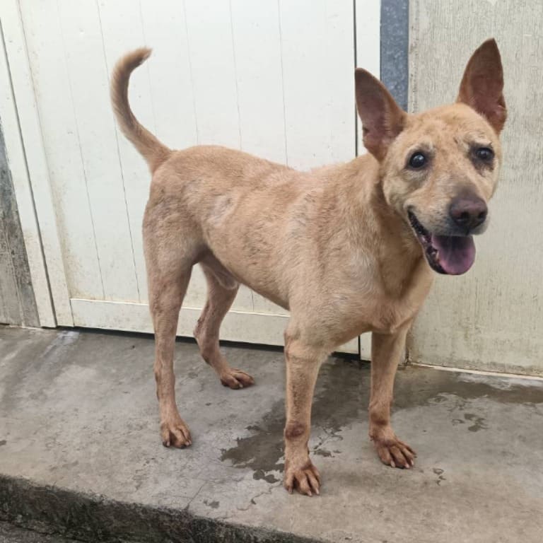 Tan adult male mixed-breed dog, Medium, shelter no. …3103