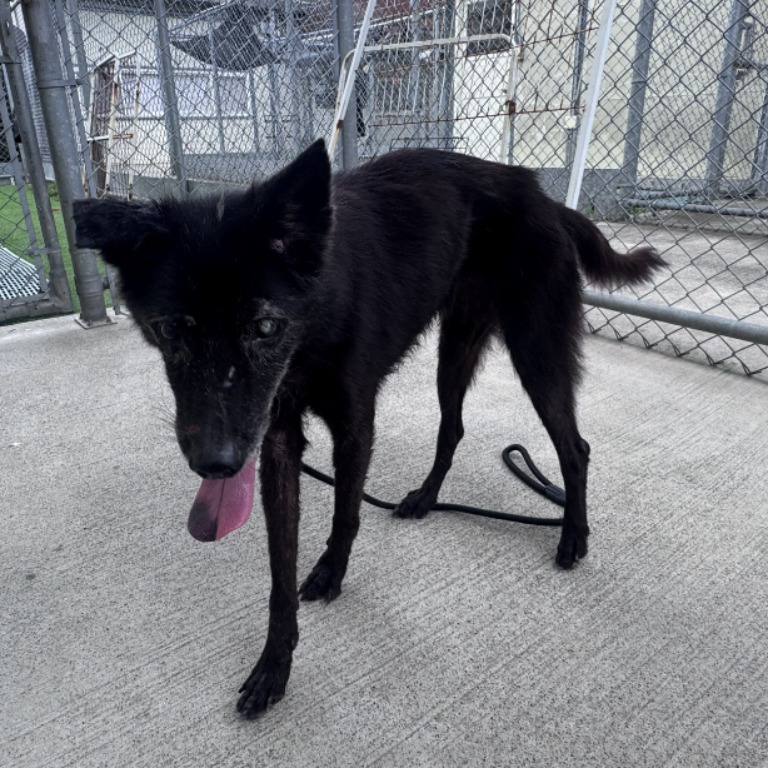 Photo of No. VAAAG114071819, Adult · Female · Medium · Mixed breed