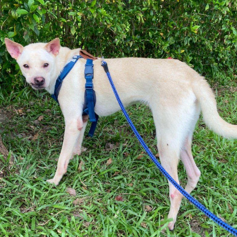 White young male mixed-breed dog, Medium, shelter no. …0702