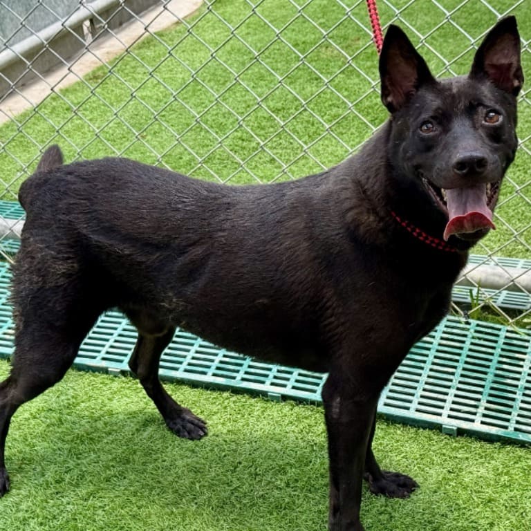 Photo of No. 110071509, Adult · Male · Medium · Mixed breed