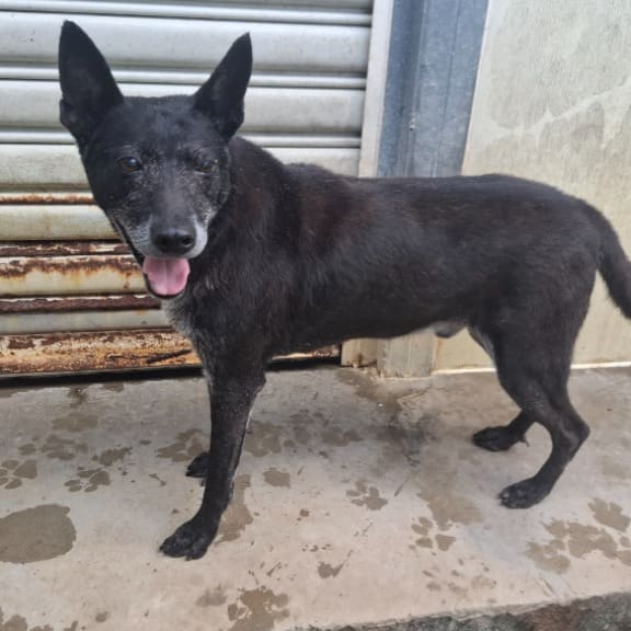 Black-and-white adult male mixed-breed dog, Medium, shelter no. …3005