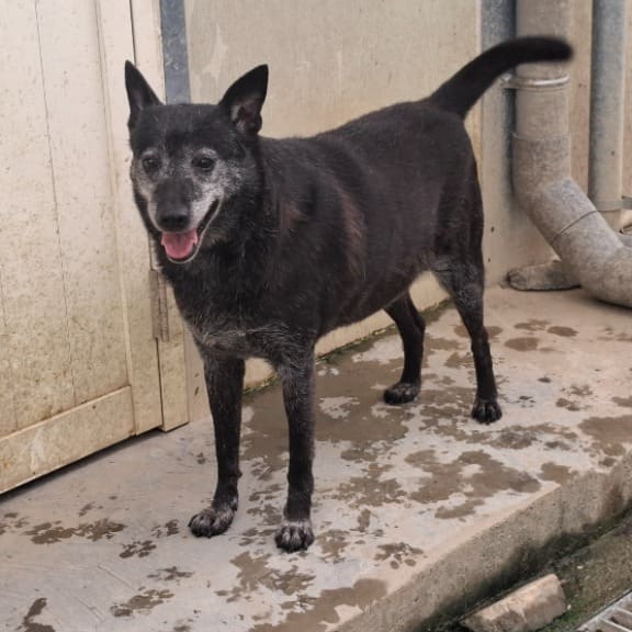 Photo of No. 110071807, Adult · Male · Medium · Mixed breed