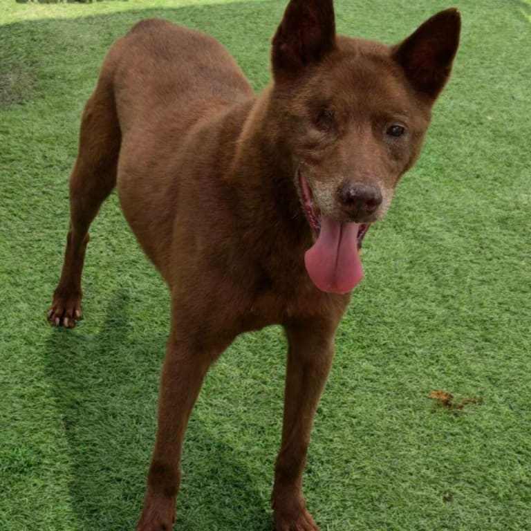 Photo of No. 105051809, Adult · Male · Medium · Mixed breed