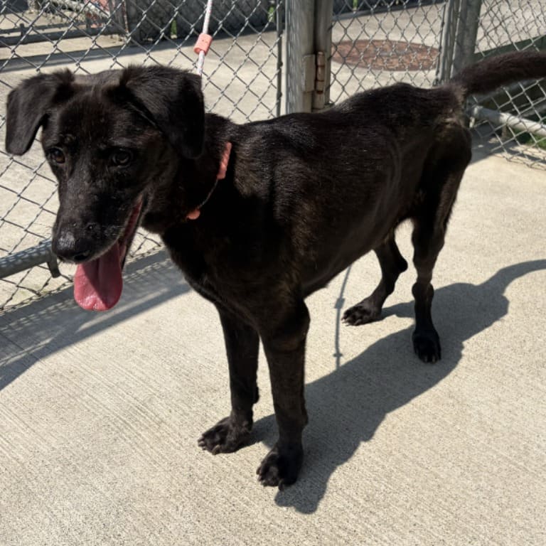 Photo of No. 112062001, Young · Female · Medium · Mixed breed